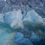 In a palace of glacier ice, Kittiwakes find their home (image by Irene Amiet)