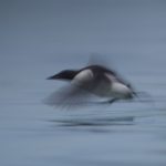 Motion blur of a Guillemot in flight (image by Irene Amiet)