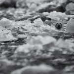 Lost in a sea of ice. Portrait of a Harbour Seal in the brash ice of the Arctic (image by Duncan Phillips)