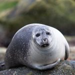 Portrait of a Harbour Seal (image by Irene Amiet)