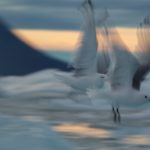 Kittywakes in motion blur (image by Irene Amiet)