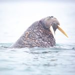 Walruses are the other big highlight of our photography tours in Svalbard (Spitsbergen)