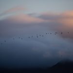 The subtle Arctic light sets the scene for seabirds flying to their evening roost (image by Irene Amiet)