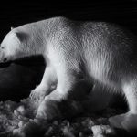 Polar bear fur detail photographed during our photo tour of Arctic Svalbard (Spitsbergen)