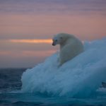 Polar Bears are the highlight of the Wild Images photography tours to Svalbard (Spitsbergen)