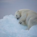 A Polar Bear sleeps on a bed of ice in the Wild Images photo tour of Svalbard (Spitsbergen)