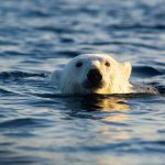 A Polar Bear swims straight towards our guests (image by Irene Amiet)