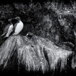 Two Guillemots at roost (image by Duncan Phillips)