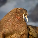 Photograph charismatic Walruses in the Arctic with Wild Images Photo Tours