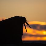 Beautiful Walrus in silhouette during the only sunset of the Wild Images photography tour of Svalbard (Spitsbergen)(image by Irene Amiet)