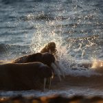 Arctic waters splash the edges of a Walrus colony (image by Irene Amiet)