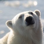 a Polar Bear glances wistfully (image by Irene Amiet)