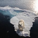 Polar bears are the key target of our Wild Images photography tour to Svalbard (Spitsbergen)