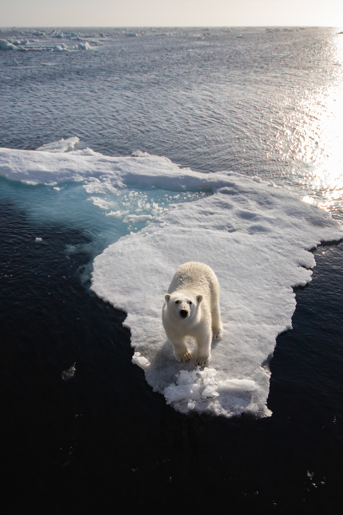 Polar bears are the key target of our Wild Images photography tour to Svalbard (Spitsbergen)