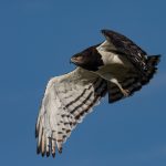 A Black-chested Snake Eagle takes flight (image by Inger Vandyke)