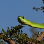 Portrait of a green Boomsland in an acacia bush (image by Inger Vandyke)