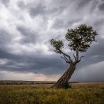 An ancient Boscia tree greets the storm filled skies of Olare Motorogi Conservancy on the Wild Images photography tour of Kenya (image by Inger Vandyke)