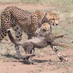 A young cheetah cub plays with her mother (image by Inger Vandyke)