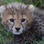 Portrait of a young Cheetah cub (image by Inger Vandyke)