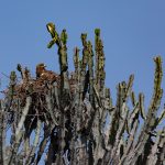 A Tawny Eagle on her nest in a candlestick euphorbia on the Wild Images Kenya photography tour (image by Inger Vandyke)