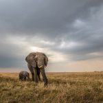 A mother elephant and her baby in the savannah grasslands of Kenya on our wildlife photography tour (image by Inger Vandyke)