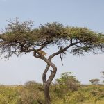A leopard climbs down an acacia on our photography tour of Kenya (image by Inger Vandyke)