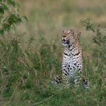 The wild stare of a leopard (image by Inger Vandyke)