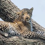 Portrait of Figlet, a beautiful leopard (image by Inger Vandyke)