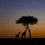 Photographing giraffes at sunrise on the Wild Images photography tour of Kenya (image by Inger Vandyke)