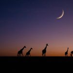 Composite image of giraffes at sunrise. Those bumpy rides in the dark are nearly always worth it after a clear sky night (image by Inger Vandyke)