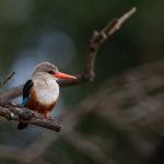 Portrait of a Grey-headed Kingfisher (image by Inger Vandyke)