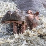 Full of attitude, hippopotamus often lunge out of the water to attack each other when too many are in one pool (image by Inger Vandyke)