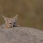 A gorgeous young Black-backed Jackal cub at its den (image by Inger Vandyke)