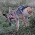 Multi-tasking jackal style! A Black-backed Jackal stops to take a pee while stealing his bounty of a young Impala head from another jackal! (image by Inger Vandyke)