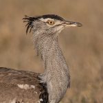 Portrait of a Kori Bustard in the grasslands of Naboisho Conservancy (image by Inger Vandyke)