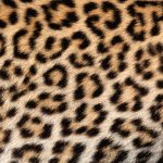 Detail of a leopard pelt (image by Inger Vandyke)