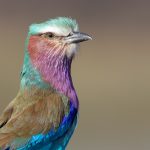 Portrait of a Lilac-breasted Roller (image by Inger Vandyke)