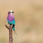 Pretty Lilac-breasted Rollers are irresistible for photographers! (image by Inger Vandyke)