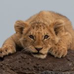 Portrait of a young lion cub on our Kenya photography tour (image by Inger Vandyke)