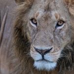 Looking into the eyes of a lion on a Kenya photography tour