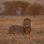 Learn how to capture the perfect shot of a lion on the Wild Images Kenya photography tour (image by Inger Vandyke)