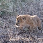 A little lion cub practices his stalking technique (image by Inger Vandyke)