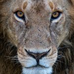 Portrait of a male lion (image by Inger Vandyke)