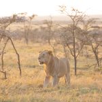 Capturing lions in the Mara on our Kenya photography tour (image by Inger Vandyke)