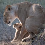 Portrait of a lioness with her cub (image by Inger Vandyke)