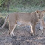 A lioness carries her cub in her mouth (image by Inger Vandyke)