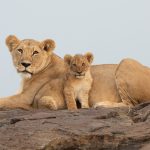 An adorable lion cub with its mother on our Kenya photography tour (image by Inger Vandyke)