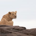Portrait of a beautiful lioness from our Wild Images Kenya photography tour (image by Inger Vandyke)