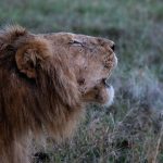 On cool evenings it is possible to see the warm breath of a lion when it roars! (image by Inger Vandyke)