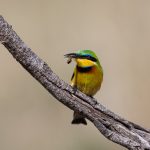 A Little Bee-eater with his wasp lunch (image by Inger Vandyke)